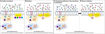 Microbial-Driven Immunological Memory and Its Potential Role in Microbiome Editing for the Prevention of Colorectal Cancer